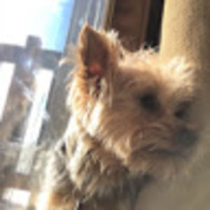 Meet your Posher, Robin